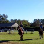 Yearlings going to the track.