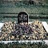 her Grave at Santa Anita Race Track