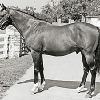 His Majesty, sire of Pleasant Colony.  
Sun Colony was the dam of Pleasant Colony (photo not available).