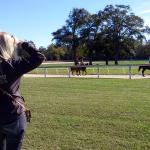 Yearlings on the track.