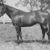 Menow, sire of Capot. A photo of his dam, Piquet was not available.