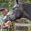 Alfonso García, of Michoacán, Mexico, began working with horses Belmont Park in 1986 for the great Woody Stephens. Garcia came with Stephens’ assistant, Billy Badgett, with some of his horses to train in Aiken. Garcia now works for Legacy Stable in Aiken.