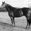 Vertex, sire of Lucky Debonair. Photo of Lucky Debonair's dam, Fresh as Fresh not available.