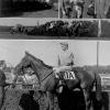 Neji The Brook Steeplechase October 4, 1955