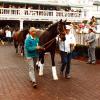 Sea Hero being led to the saddling paddock. (photo courtesy of the late MacKenzie Miller)