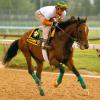 Summer Squall working out the day before the Preakness.