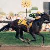 Summer Squall crossing the finish line at the 1990 Preakness Stakes.  Photo by the late Tony Leonard.